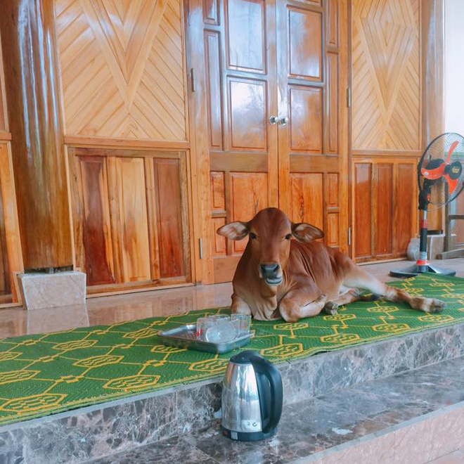 Con bò ểnh ương hot nhất MXH hôm nay: Lên hiên nhà ngồi chiếu thưởng trà không màng thế sự - Ảnh 2.