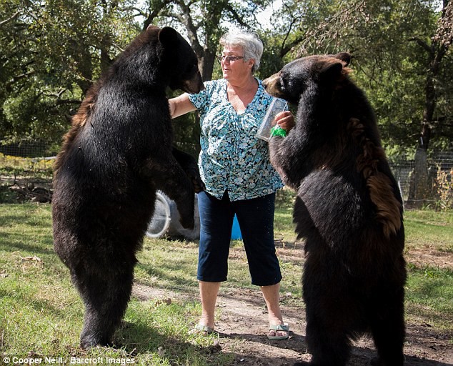 Về hưu rảnh rỗi, cụ bà 62 tuổi nhận nuôi 2 con gấu và 1 con hổ cho vui cửa vui nhà - Ảnh 3.