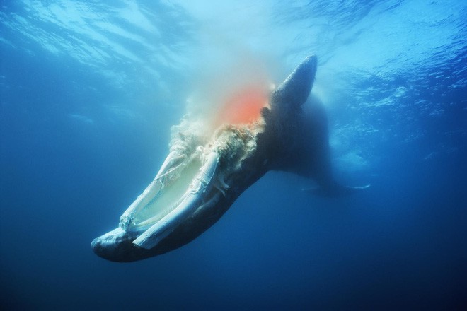 Chuyện gì xảy ra khi cá voi chết đi? Nằm lại dưới đáy biển, nó vẫn có ích đến hàng chục năm sau - Ảnh 2.
