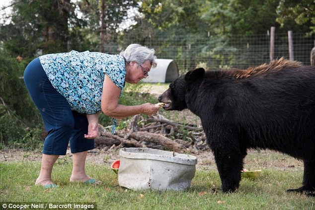 Về hưu rảnh rỗi, cụ bà 62 tuổi nhận nuôi 2 con gấu và 1 con hổ cho vui cửa vui nhà - Ảnh 5.