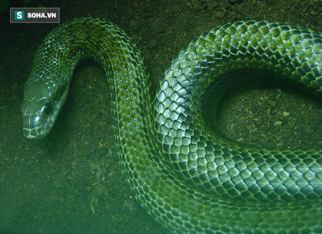 Loài rắn lớn nhất Nhật Bản có thể vô tư leo tường vào nhà dân mà chẳng ai sợ - vì sao? - Ảnh 1.