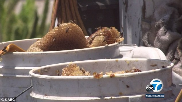 Mỹ: Người phụ nữ giành giật sự sống sau khi bị 80 nghìn con ong tấn công, đốt kín từ đầu đến chân - Ảnh 2.