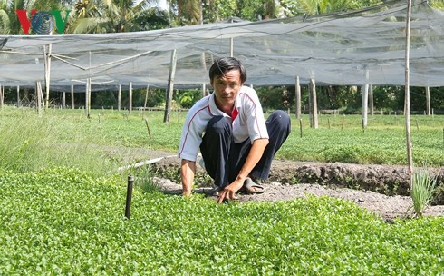  Thu nhập hàng trăm triệu từ mô hình trồng cải xà lách xoong  - Ảnh 2.