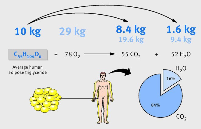 Nhà khoa học Mỹ giải thích đốt cháy chất béo là gì, và tại sao gọi là đốt? - Ảnh 5.