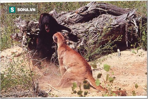 Gấu đen đứng thẳng, sử dụng độc chiêu hạ gục báo sư tử - Ảnh 1.
