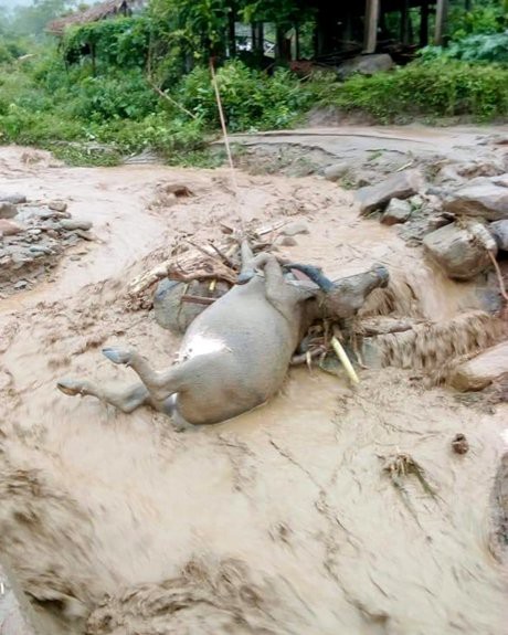 Mưa lũ làm 8 người chết ở Yên Bái: Đã trục vớt được thi thể bí thư xã - Ảnh 6.