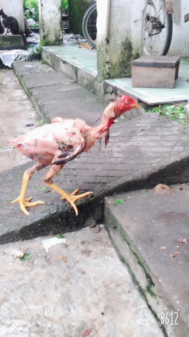 Chàng trai chụp ảnh con gà vẫn chạy tung tăng giữa sân dù đã bị vặt lông, nhúng nước sôi khiến cộng đồng mạng được phen hoảng hốt - Ảnh 3.