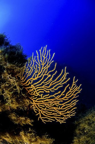 Những bức ảnh tuyệt đẹp về cuộc sống dưới đáy đại dương - Ảnh 13.