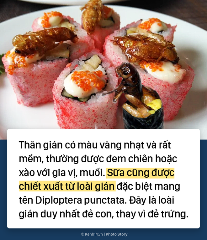 Ghé thăm trang trại nuôi 3 tỷ con gián để làm thức ăn và thuốc chữa bệnh tại Trung Quốc - Ảnh 4.