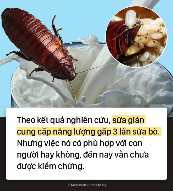 Ghé thăm trang trại nuôi 3 tỷ con gián để làm thức ăn và thuốc chữa bệnh tại Trung Quốc - Ảnh 5.