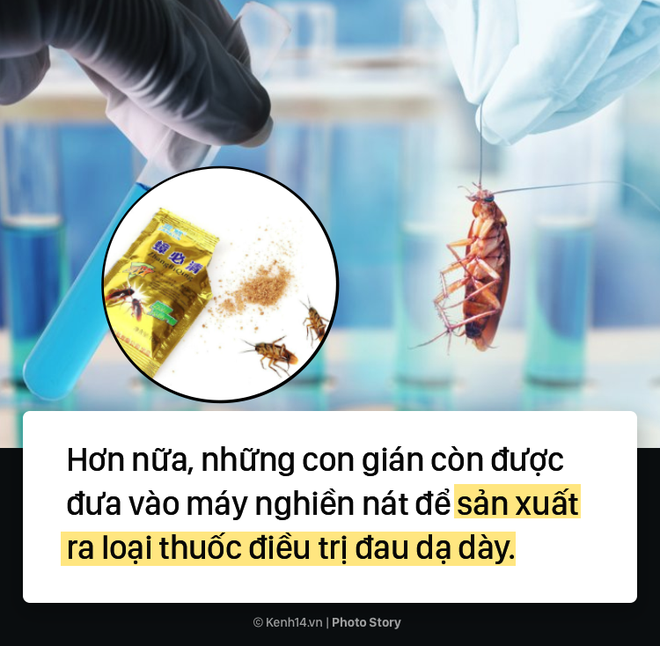 Ghé thăm trang trại nuôi 3 tỷ con gián để làm thức ăn và thuốc chữa bệnh tại Trung Quốc - Ảnh 6.