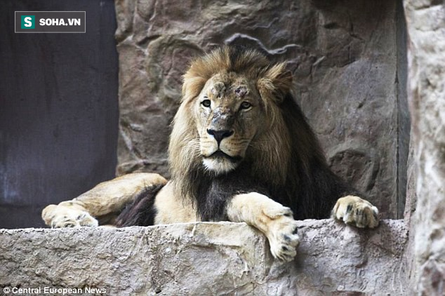 Chuyện hiếm thấy trong tự nhiên: Sư tử đực giết chết sư tử cái vì lý do không ai hiểu nổi - Ảnh 4.