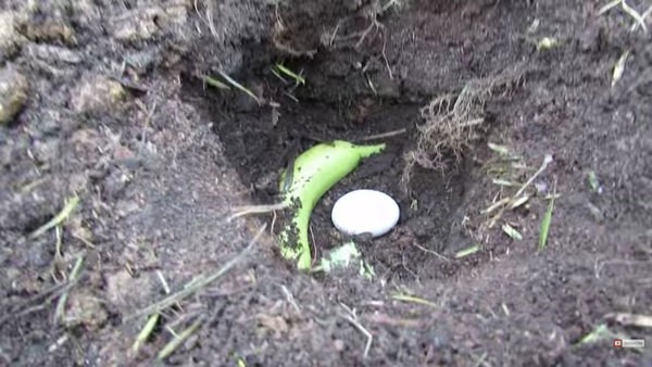 Vùi 1 quả trứng, 1 quả chuối xuống đất - mẹo hay không nên bỏ qua dành cho người làm vườn - Ảnh 3.
