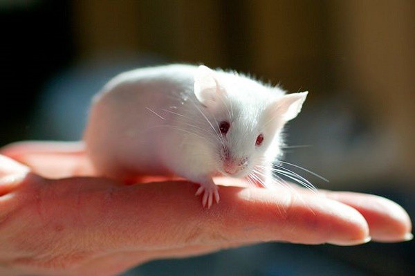 Sự thật khó tin: Một đôi chuột thí nghiệm có thể đắt ngang một chiếc xe hơi tiền tỉ - Ảnh 3.