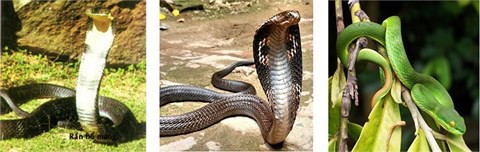 Những loại rắn cực độc ở Việt Nam, cách sơ cứu khi bị rắn cắn - Ảnh 1.