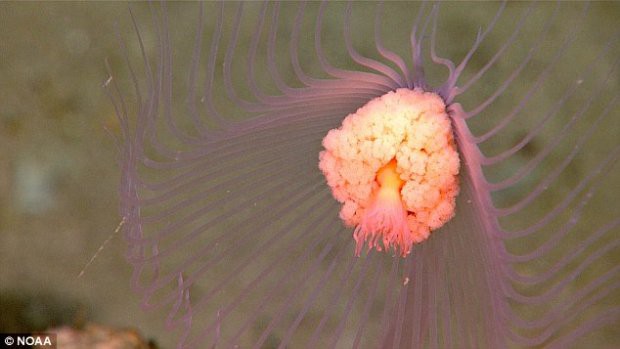 Sinh vật bánh bao, mực đổi màu hay nhiều loài kỳ lạ dưới lòng biển sâu - Ảnh 5.