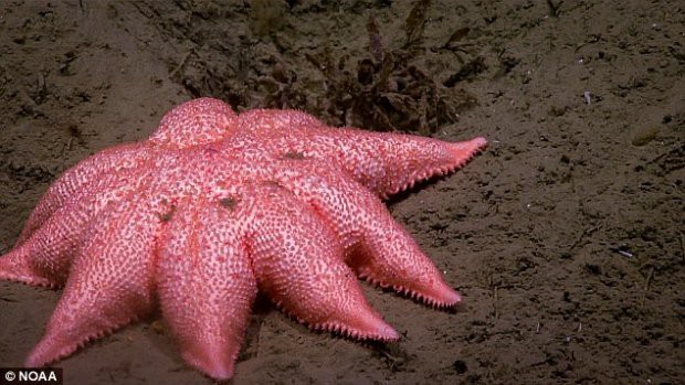 Sinh vật bánh bao, mực đổi màu hay nhiều loài kỳ lạ dưới lòng biển sâu - Ảnh 6.
