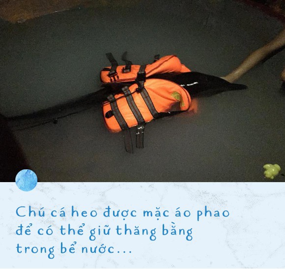 Ba ngày kỳ diệu của Lucky - Em bé cá heo bị thương trôi dạt vào bờ biển và hồi sinh nhờ những người tử tế - Ảnh 6.