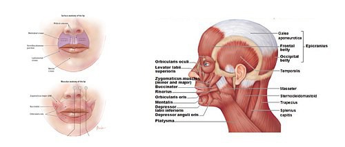 Vì sao càng sợ hãi ta lại càng hét to - câu trả lời khiến bạn bất ngờ - Ảnh 2.