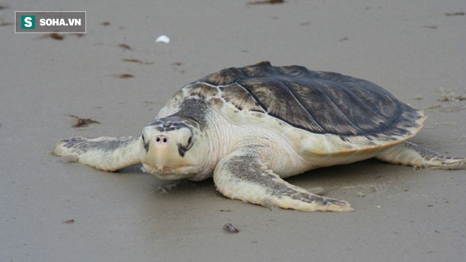 Tìm ra nguyên nhân khiến gần 300 con rùa biển chết hàng loạt tại bờ biển Florida - Ảnh 1.