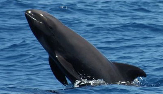 Cá heo lai cá voi - lần đầu tiên khoa học tìm thấy loài lai kỳ lạ này đấy! - Ảnh 3.