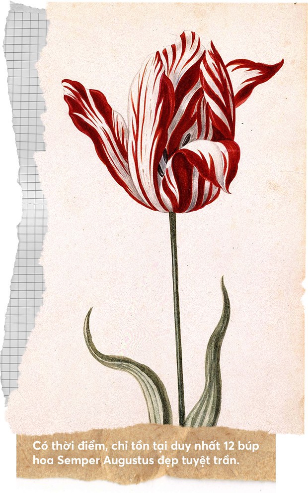 Một khóm hoa tulip dính virus đã tạo nên bong bóng tài chính nổi tiếng nhất lịch sử nhân loại như thế nào? - Ảnh 3.