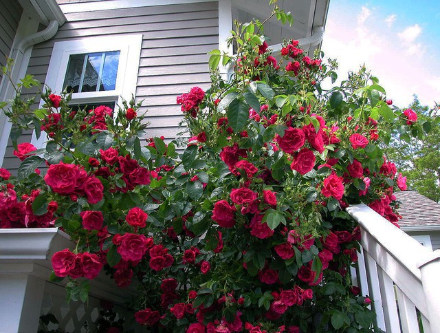 Trồng 7 loại cây có hoa này để ngôi nhà mát lịm trong những ngày nóng như đổ lửa - Ảnh 9.
