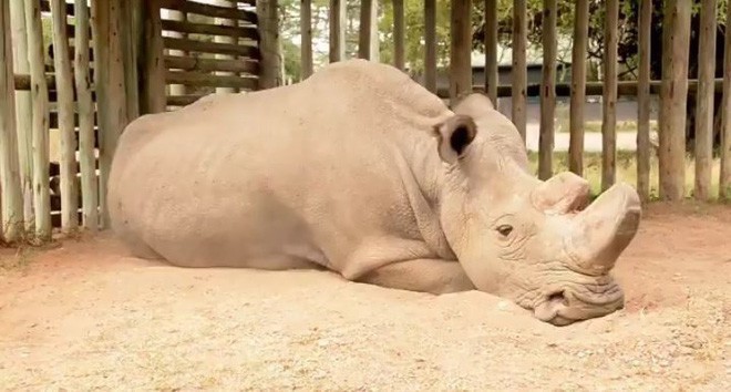 Thành quả đột phá này sẽ giúp loài tê giác trắng Bắc Phi thoát cảnh tuyệt chủng - Ảnh 1.