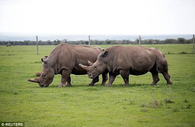 Thành quả đột phá này sẽ giúp loài tê giác trắng Bắc Phi thoát cảnh tuyệt chủng - Ảnh 2.