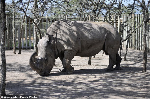 Thành quả đột phá này sẽ giúp loài tê giác trắng Bắc Phi thoát cảnh tuyệt chủng - Ảnh 3.
