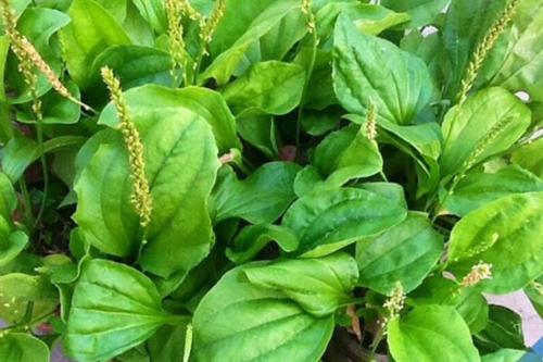 Các loại lá cây uống mát gan bạn không nên bỏ qua - Ảnh 2. Các loại lá cây uống mát gan bạn không nên bỏ qua - Ảnh 2.