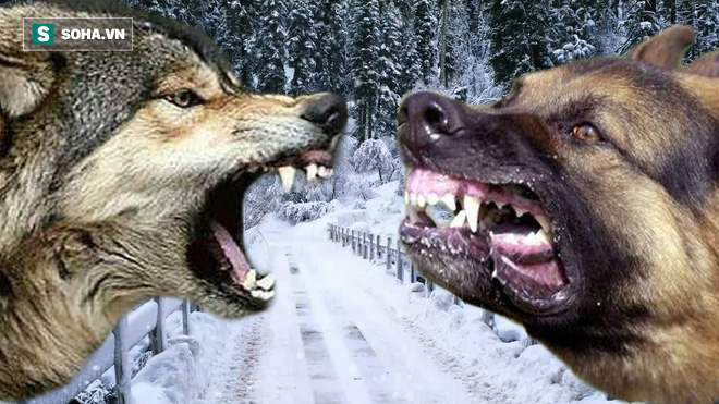 Chó sói đơn độc lạc giữa vòng vây chó nhà: Một quyết định thông minh đã giúp nó thoát chết - Ảnh 1.