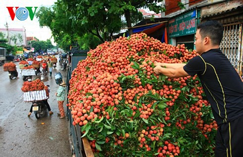 Vải thiều Bắc Giang đã xuất đi hơn 30 nước, giá trị 153 triệu USD - Ảnh 1.