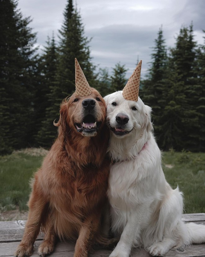 Câu chuyện cảm động của 2 chú chó lúc nào cũng dính lấy nhau như hình với bóng, sở hữu gần 500 nghìn lượt follow trên Instagram - Ảnh 1.