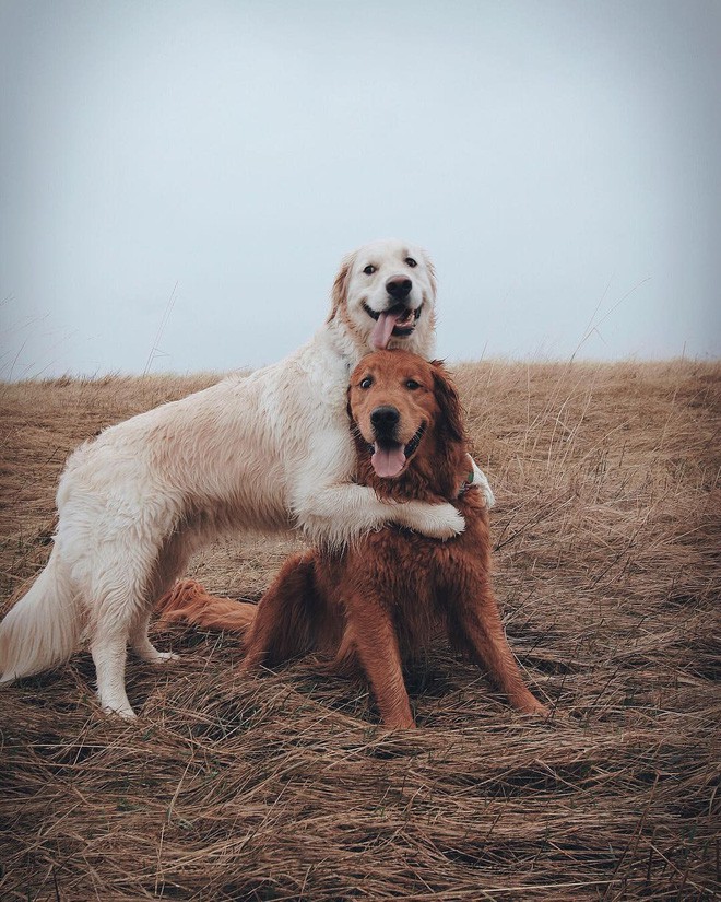 Câu chuyện cảm động của 2 chú chó lúc nào cũng dính lấy nhau như hình với bóng, sở hữu gần 500 nghìn lượt follow trên Instagram - Ảnh 2.