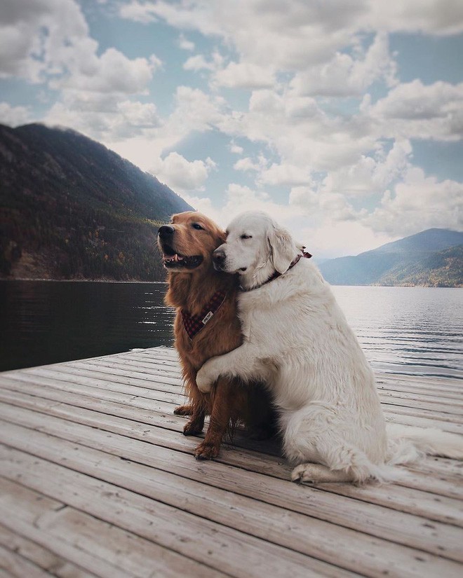 Câu chuyện cảm động của 2 chú chó lúc nào cũng dính lấy nhau như hình với bóng, sở hữu gần 500 nghìn lượt follow trên Instagram - Ảnh 3.