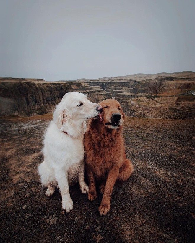 Câu chuyện cảm động của 2 chú chó lúc nào cũng dính lấy nhau như hình với bóng, sở hữu gần 500 nghìn lượt follow trên Instagram - Ảnh 4.