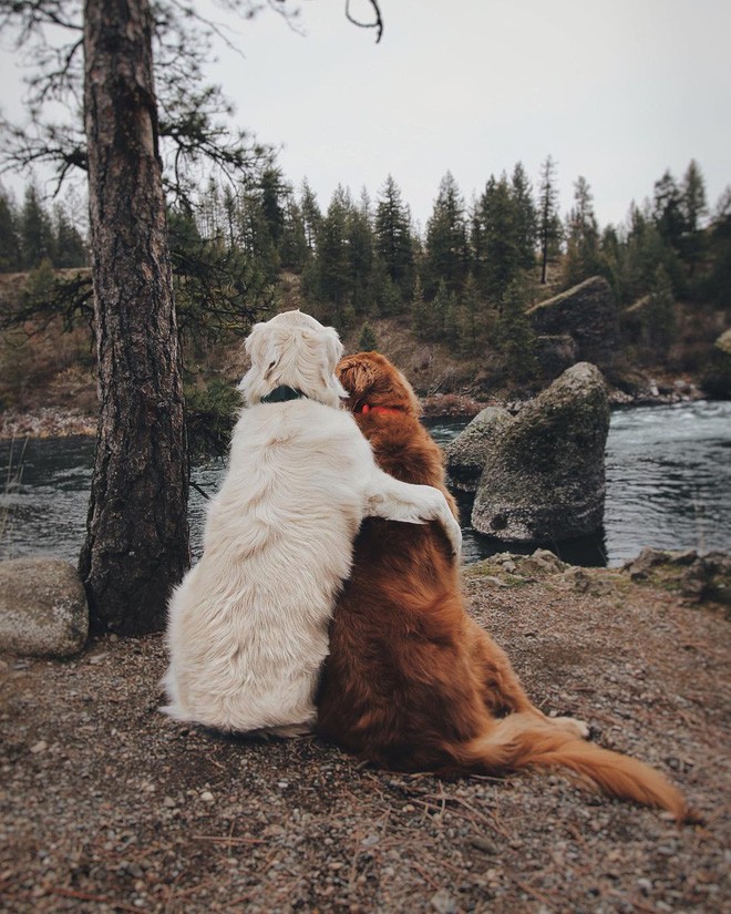 Câu chuyện cảm động của 2 chú chó lúc nào cũng dính lấy nhau như hình với bóng, sở hữu gần 500 nghìn lượt follow trên Instagram - Ảnh 5.
