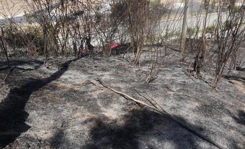 Hàng trăm người nỗ lực chữa cháy rừng tràm dưới nắng 40 độ - Ảnh 1.