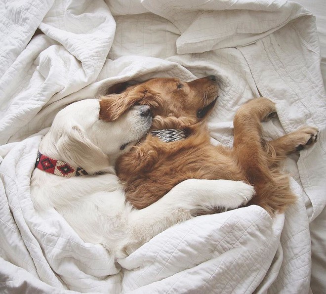 Câu chuyện cảm động của 2 chú chó lúc nào cũng dính lấy nhau như hình với bóng, sở hữu gần 500 nghìn lượt follow trên Instagram - Ảnh 20.