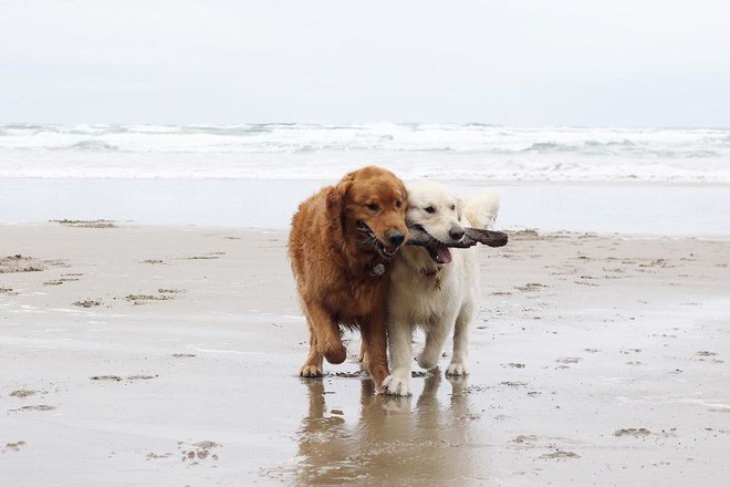 Câu chuyện cảm động của 2 chú chó lúc nào cũng dính lấy nhau như hình với bóng, sở hữu gần 500 nghìn lượt follow trên Instagram - Ảnh 21.