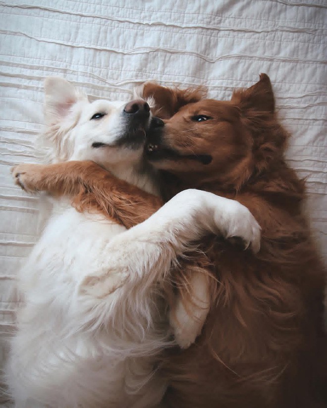 Câu chuyện cảm động của 2 chú chó lúc nào cũng dính lấy nhau như hình với bóng, sở hữu gần 500 nghìn lượt follow trên Instagram - Ảnh 13.