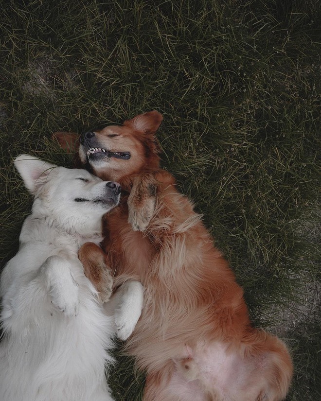 Câu chuyện cảm động của 2 chú chó lúc nào cũng dính lấy nhau như hình với bóng, sở hữu gần 500 nghìn lượt follow trên Instagram - Ảnh 14.