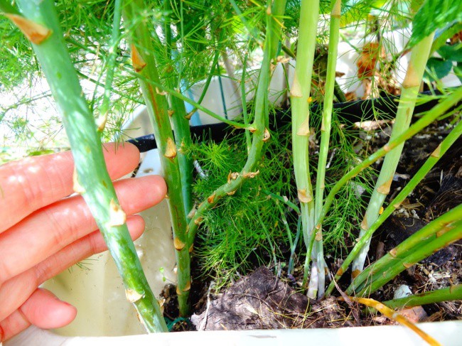 Nếu nhà bạn chỉ có thể trồng cây trong chậu thì đừng bỏ lỡ cơ hội thử trồng măng tây nhé  - Ảnh 6.