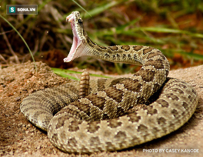 Sở hữu nọc độc chết người là thế mà rắn đuôi chuông bất lực chịu tra tấn dập đầu - Ảnh 1.