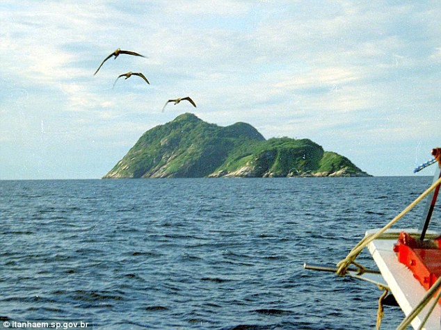 Hòn đảo nguy hiểm bậc nhất thế giới, cấm con người đặt chân lên tại Brazil: 1 mét vuông 5 con rắn - Ảnh 1.