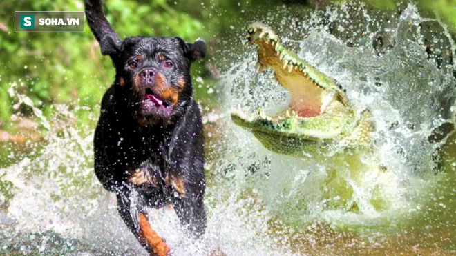 Chú chó đang tung tăng dưới nước, phút trước phút sau đã không thấy đâu - Ảnh 1.
