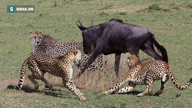 Bị 3 con báo săn đuổi giết, quyết định điên rồ giúp linh dương thoát chết phút chót - Ảnh 1.