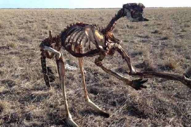Nắng nóng ở Úc khắc nghiệt tới mức kangaroo chết trơ xương - Ảnh 1.