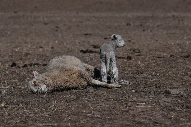 Nắng nóng ở Úc khắc nghiệt tới mức kangaroo chết trơ xương - Ảnh 4.